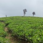 Cempaka tea plantation, Cianjur