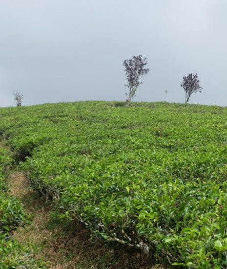 Cempaka tea plantation, Cianjur