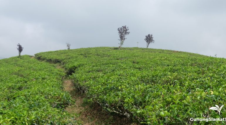 Cempaka tea plantation, Cianjur