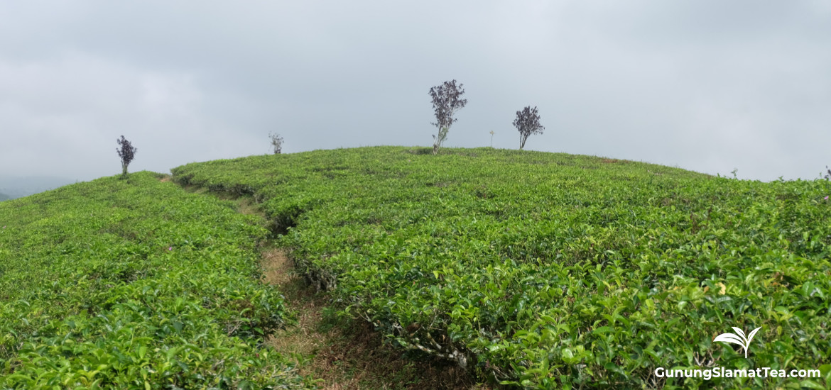 Cempaka tea plantation, Cianjur