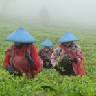 Cukul Tea Plantation