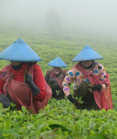 Cukul Tea Plantation