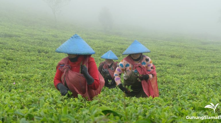Cukul Tea Plantation