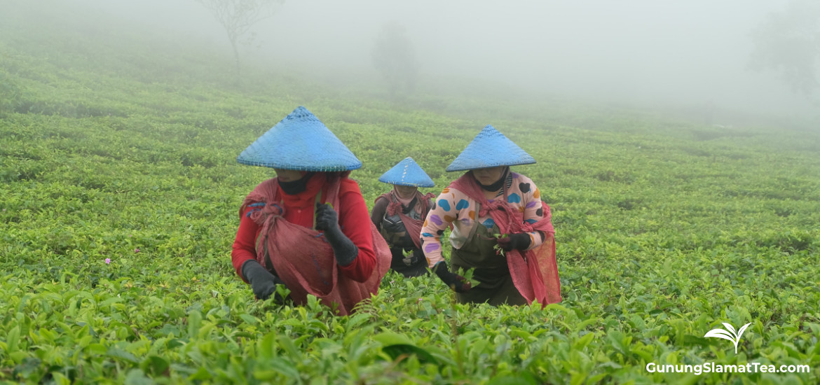 Cukul Tea Plantation