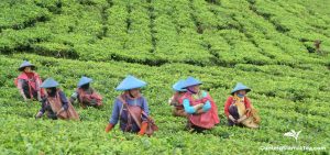 Some tea pluckers in Cukul Plantation
