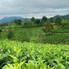 Gunung Manik tea plantation