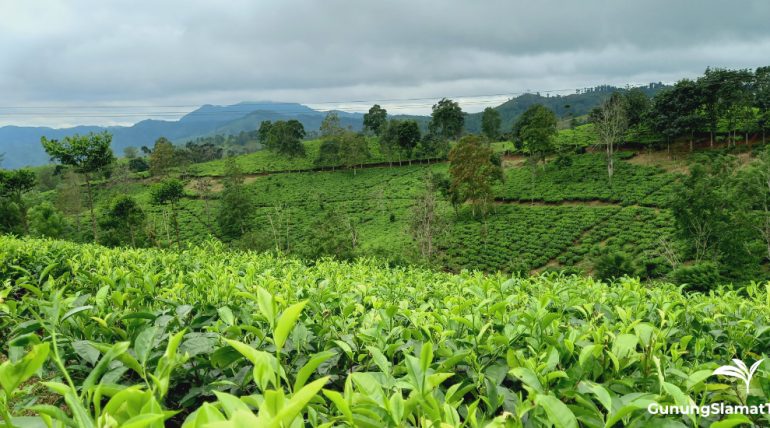 Gunung Manik tea plantation