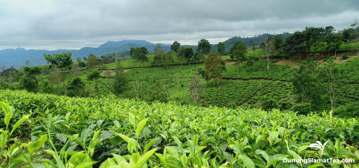 Gunung Manik tea plantation