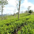 Gunung Rosa tea plantation