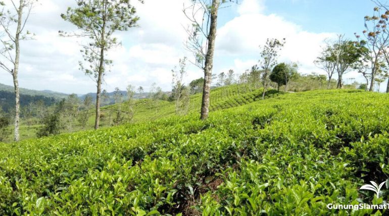 Gunung Rosa tea plantation