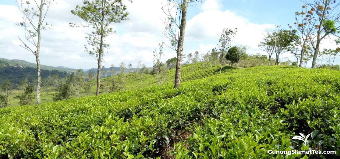 Gunung Rosa tea plantation