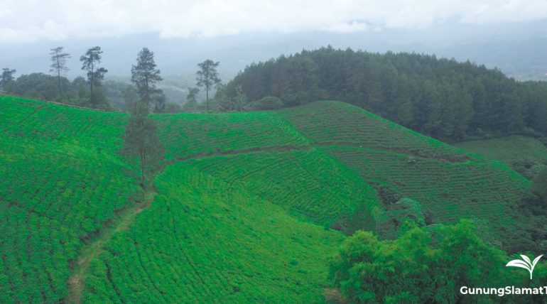 Gunung Satria tea plantation