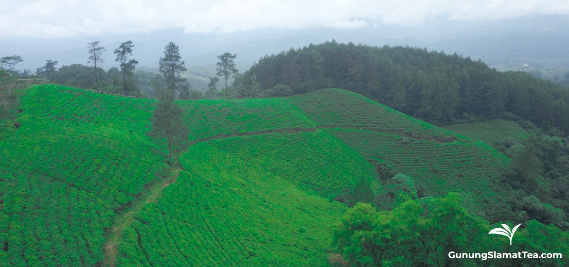 Gunung Satria tea plantation