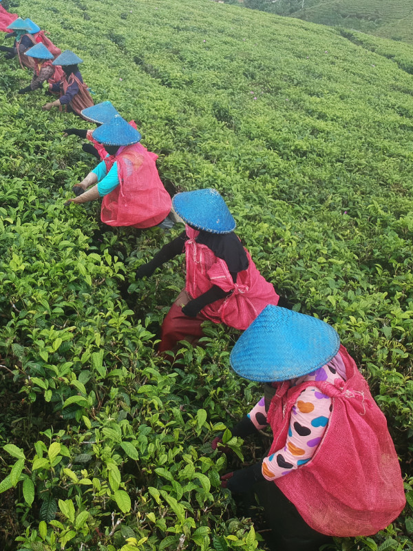 Tea plantation in indonesia