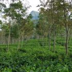 Neglasari tea plantation