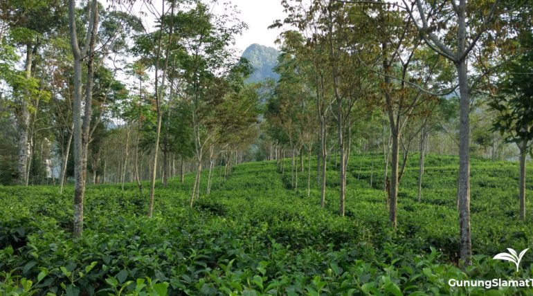 Neglasari tea plantation