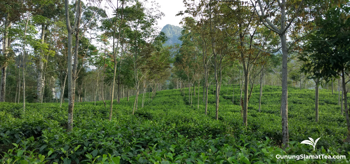 Neglasari tea plantation