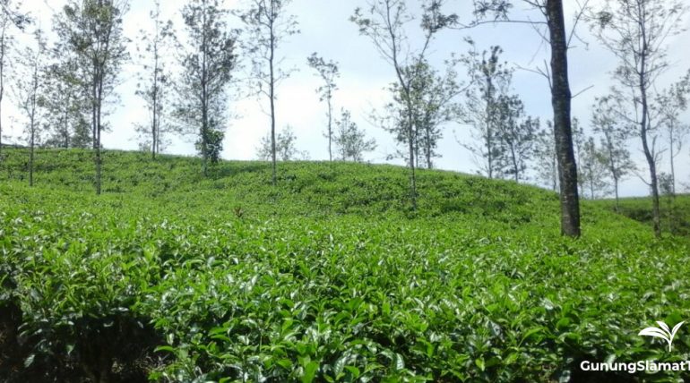 Sambawa tea plantation