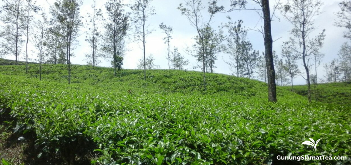 Sambawa tea plantation